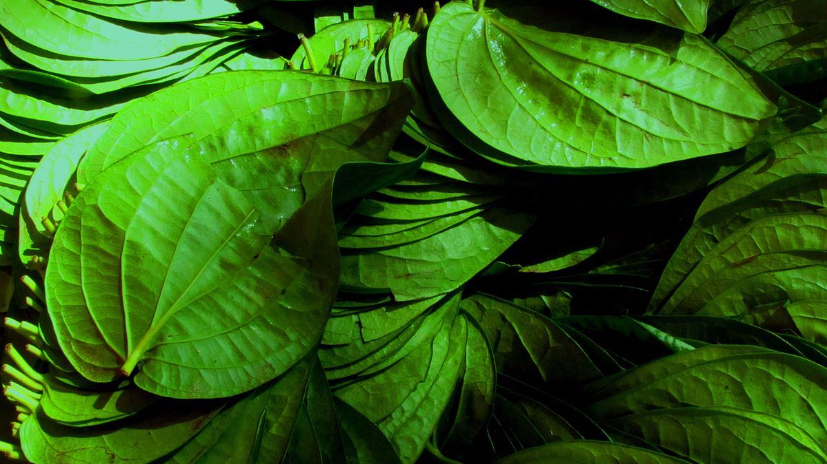 1200px-betel_leafs_selling.jpg